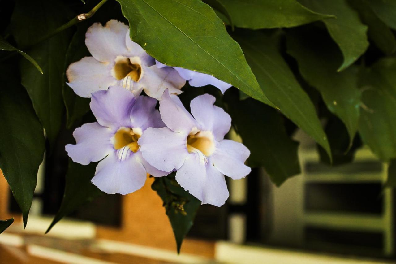 Casa Ka'A Hostel Ubatuba Ngoại thất bức ảnh